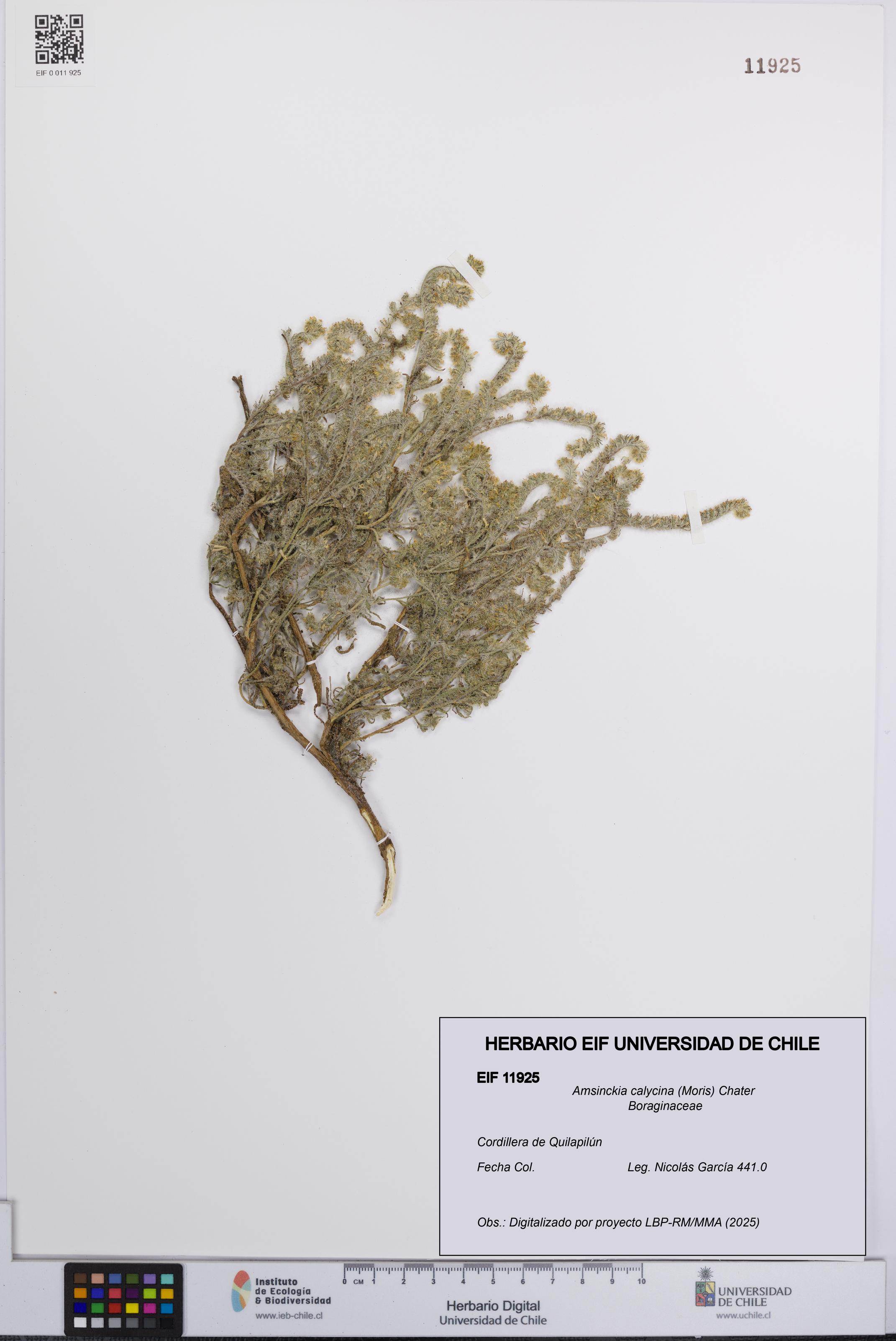 Amsinckia calycina [Espécimen: UCH:EIF:0011925]