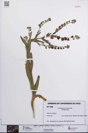 Cynoglossum creticum [Espécimen: UCH:EIF:0011926]