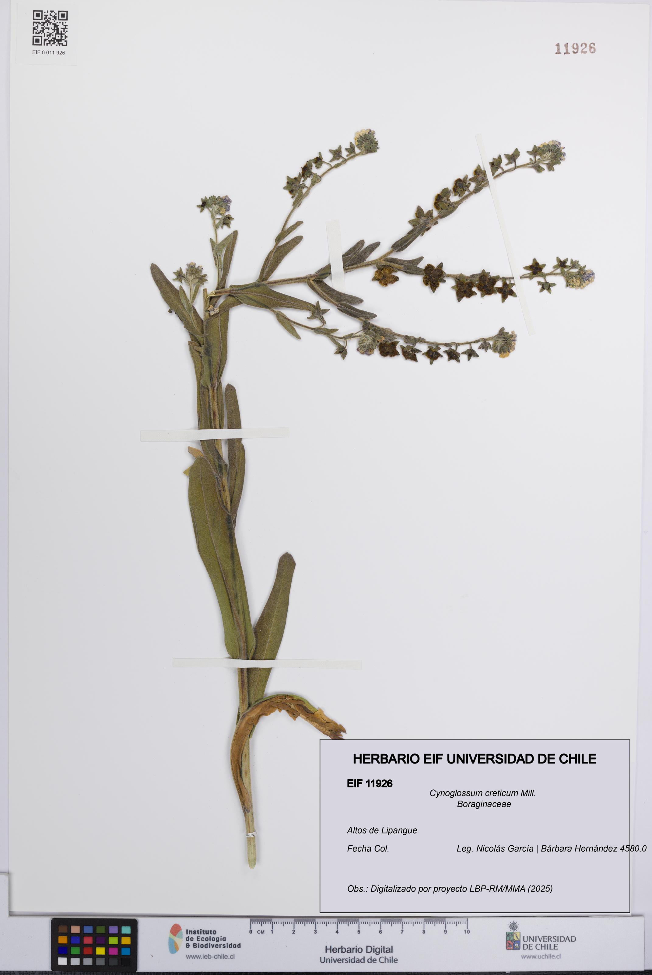 Cynoglossum creticum [Espécimen: UCH:EIF:0011926]