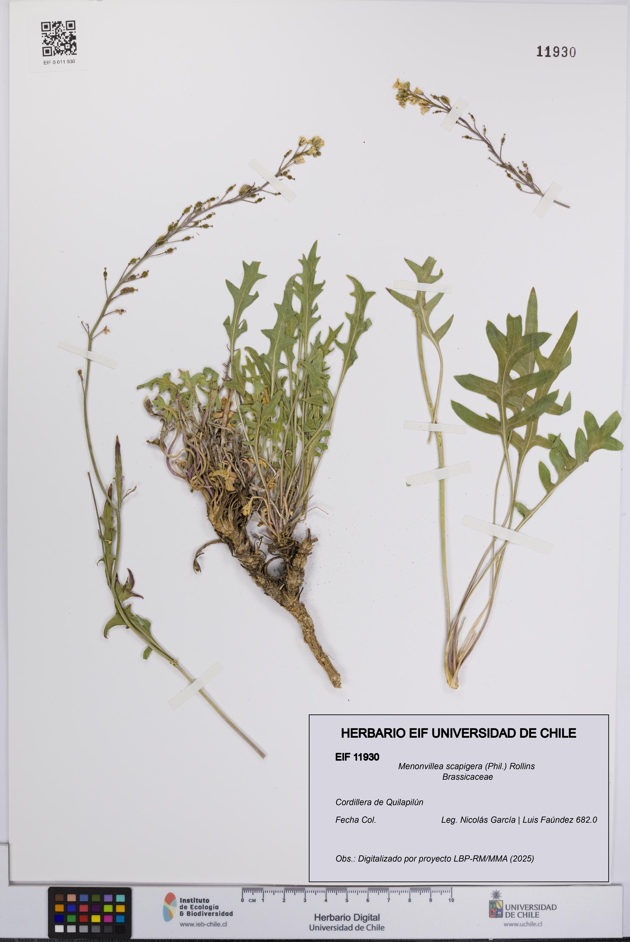 Menonvillea scapigera [Espécimen: UCH:EIF:0011930]