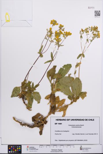 Calceolaria andina [Espécimen: UCH:EIF:0011931]