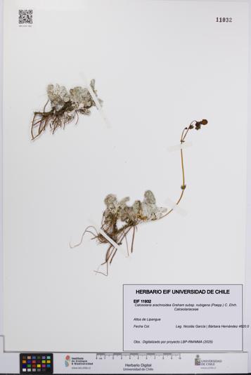 Calceolaria arachnoidea subsp. nubigena [Espécimen: UCH:EIF:0011932]