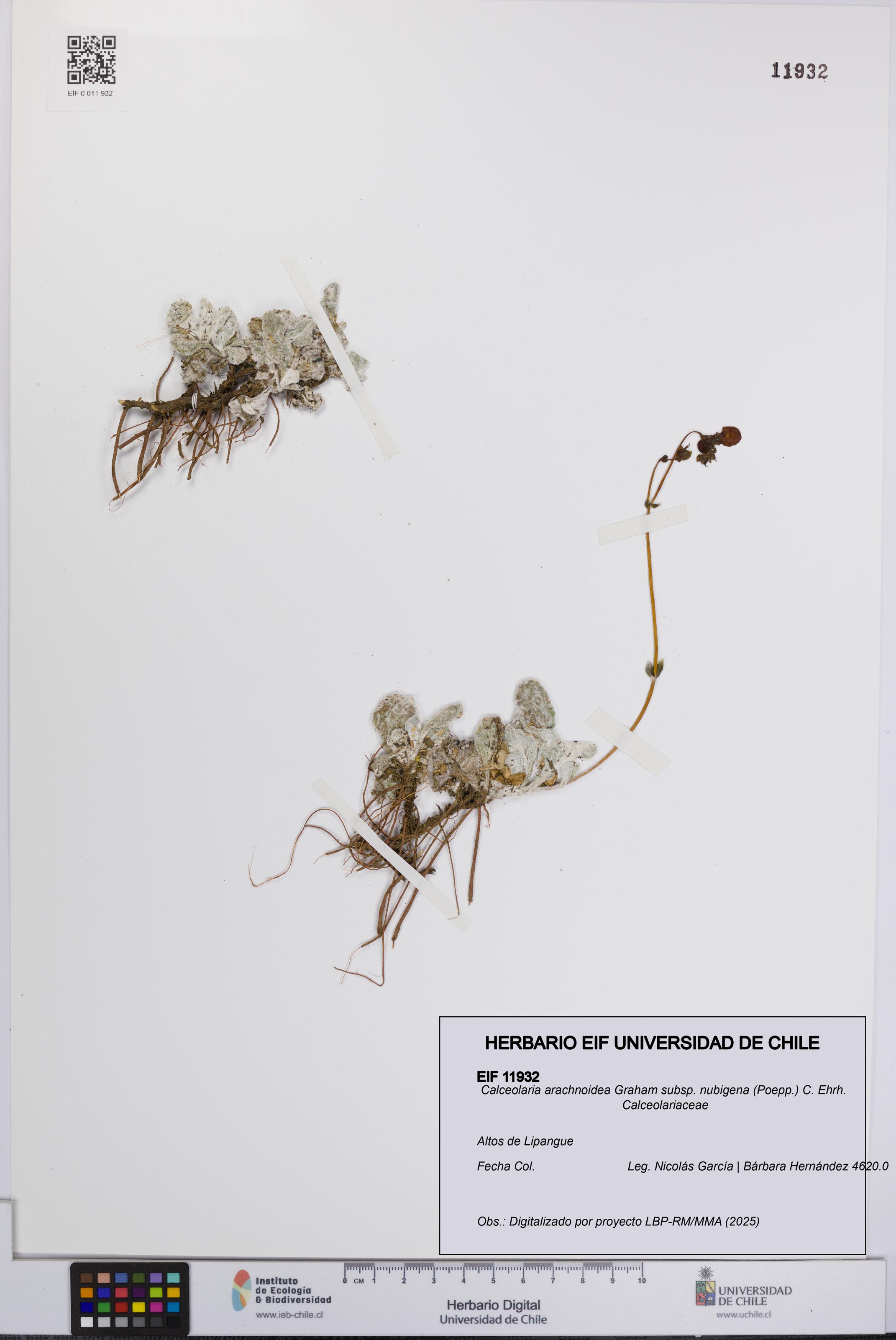 Calceolaria arachnoidea subsp. nubigena [Espécimen: UCH:EIF:0011932]