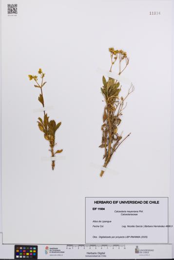 Calceolaria meyeniana [Espécimen: UCH:EIF:0011934]