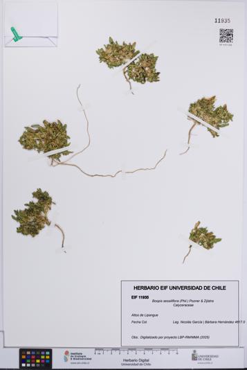 Boopis sessiliflora [Espécimen: UCH:EIF:0011935]