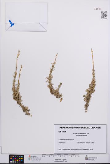 Calceolaria segethii [Espécimen: UCH:EIF:0011936]
