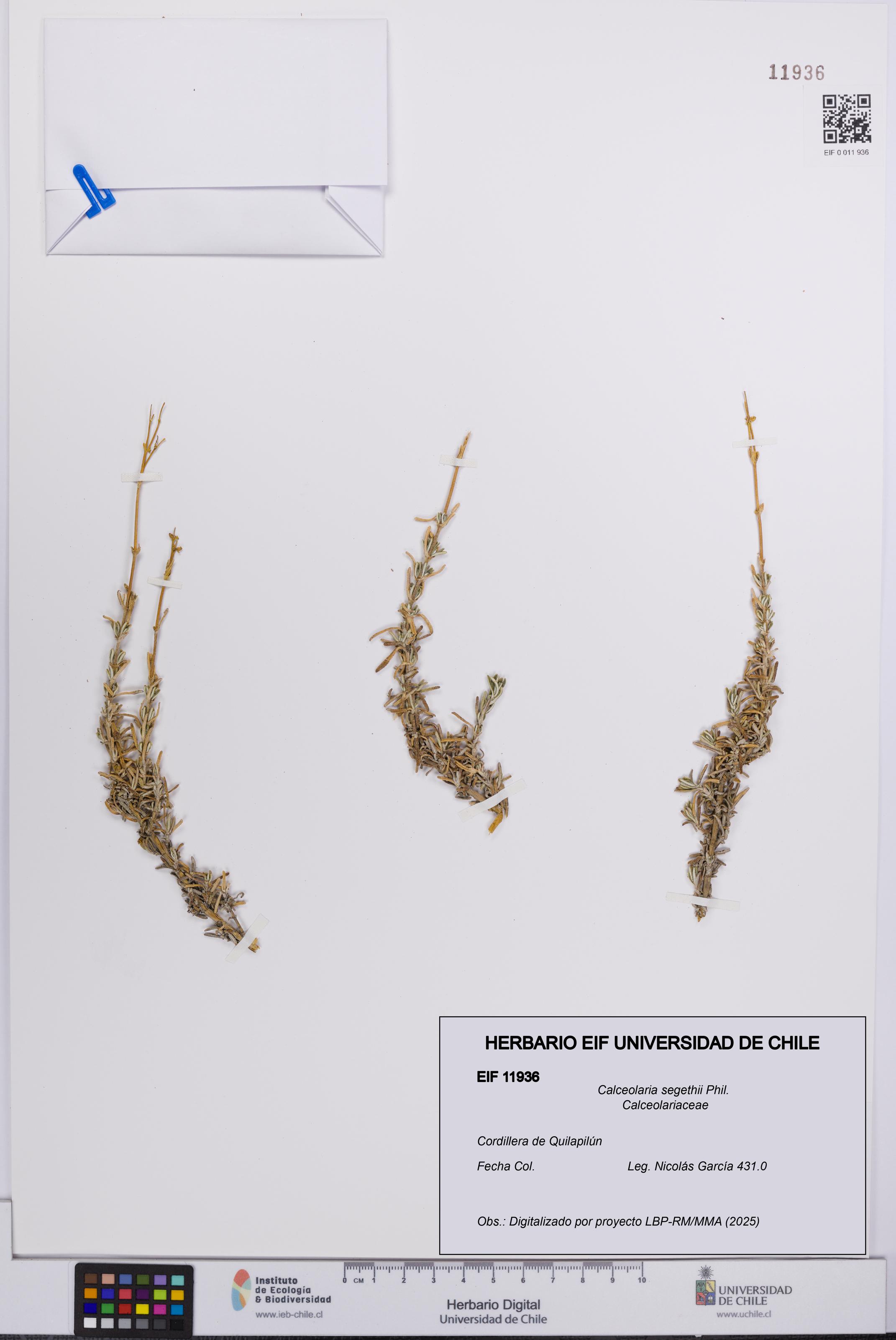 Calceolaria segethii [Espécimen: UCH:EIF:0011936]