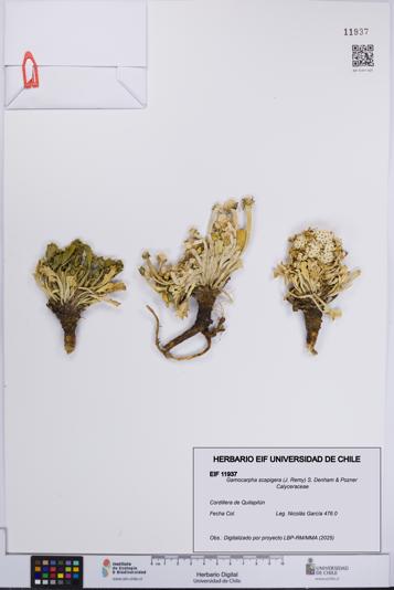 Gamocarpha scapigera [Espécimen: UCH:EIF:0011937]