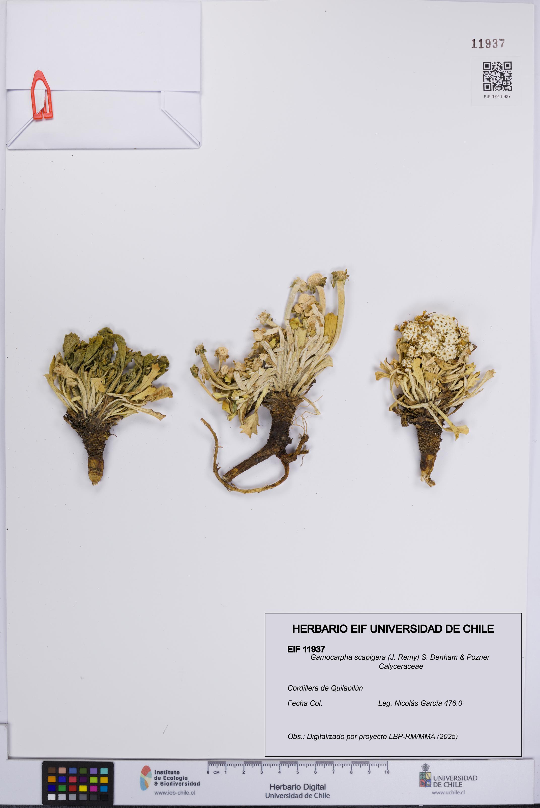 Gamocarpha scapigera [Espécimen: UCH:EIF:0011937]