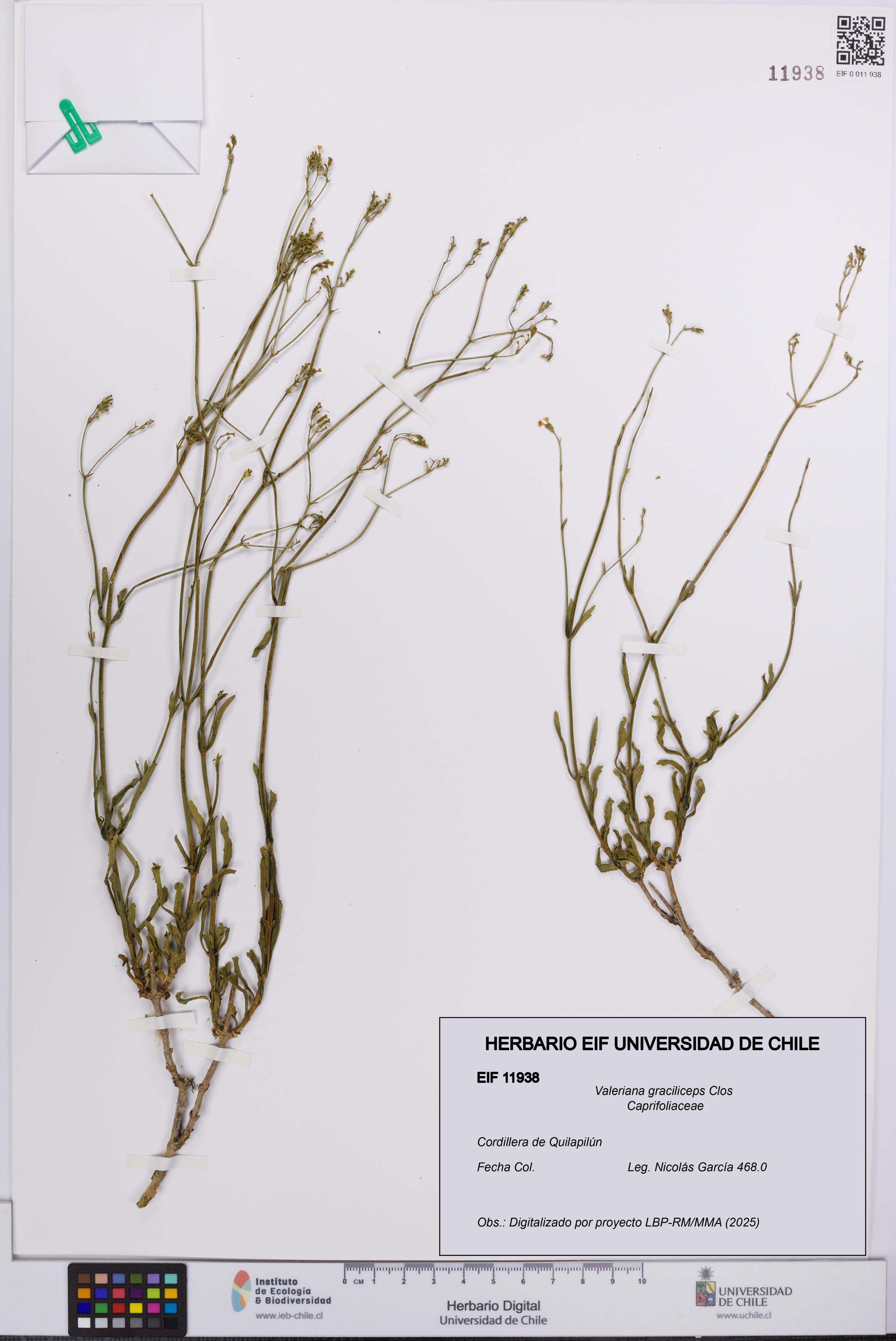Valeriana graciliceps [Espécimen: UCH:EIF:0011938]