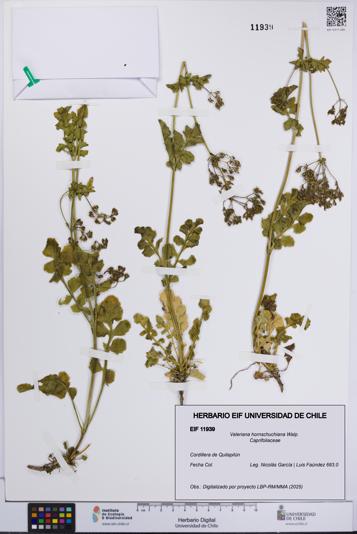 Valeriana hornschuchiana [Espécimen: UCH:EIF:0011939]