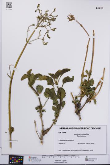 Valeriana lepidota [Espécimen: UCH:EIF:0011940]