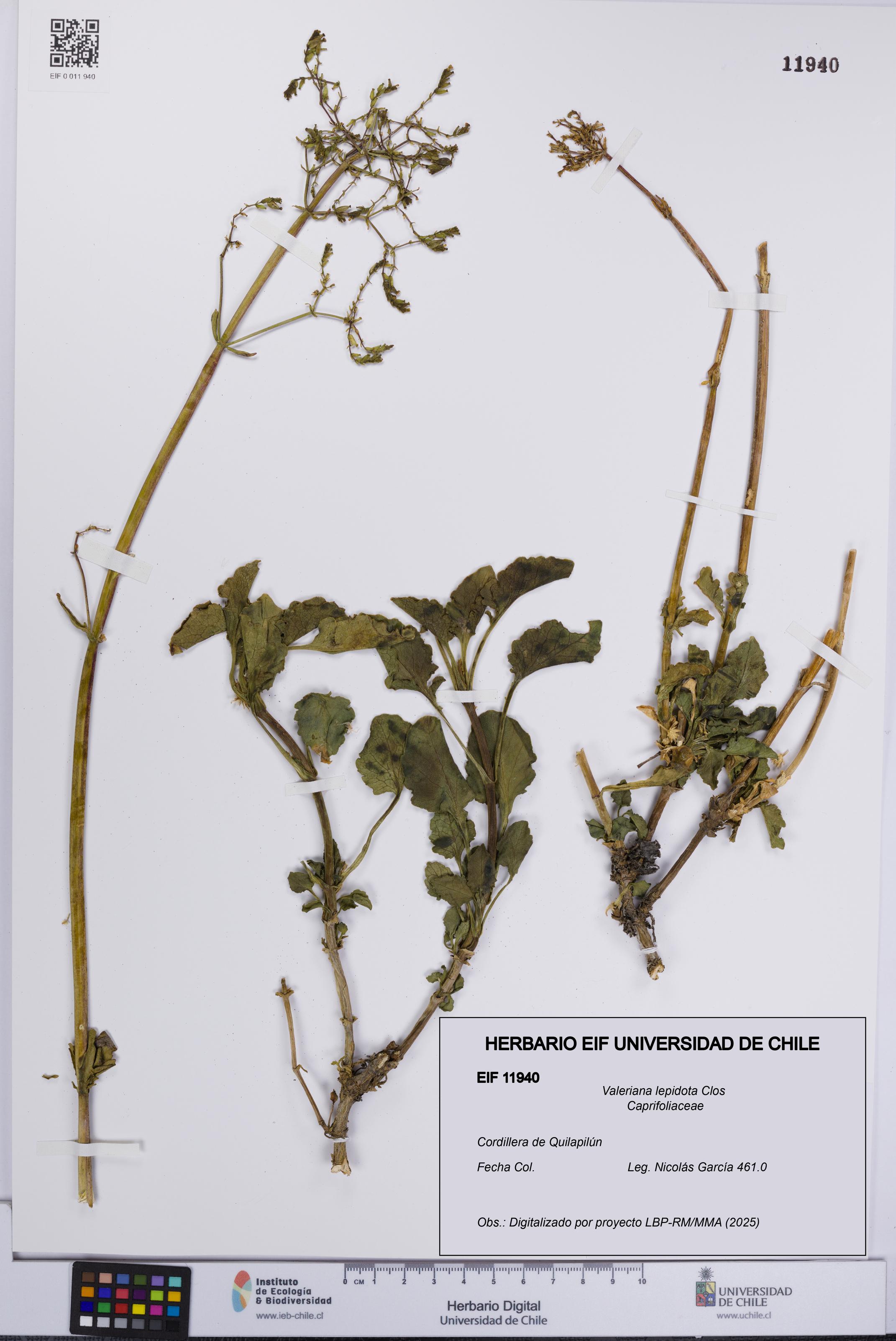Valeriana lepidota [Espécimen: UCH:EIF:0011940]