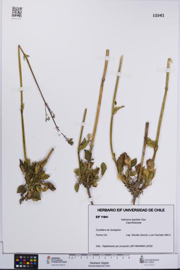 Valeriana lepidota [Espécimen: UCH:EIF:0011941]