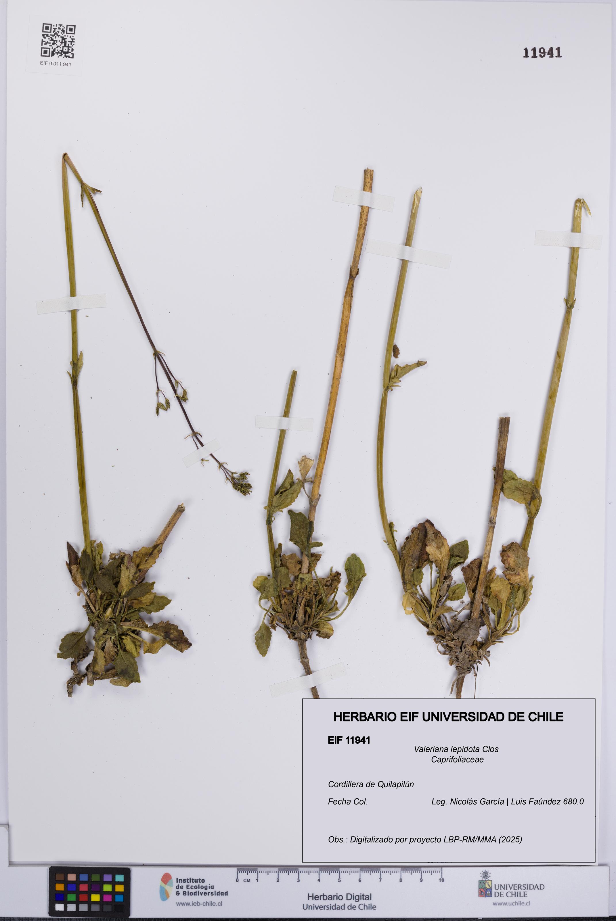 Valeriana lepidota [Espécimen: UCH:EIF:0011941]