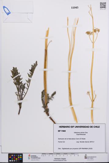 Valeriana stricta [Espécimen: UCH:EIF:0011943]