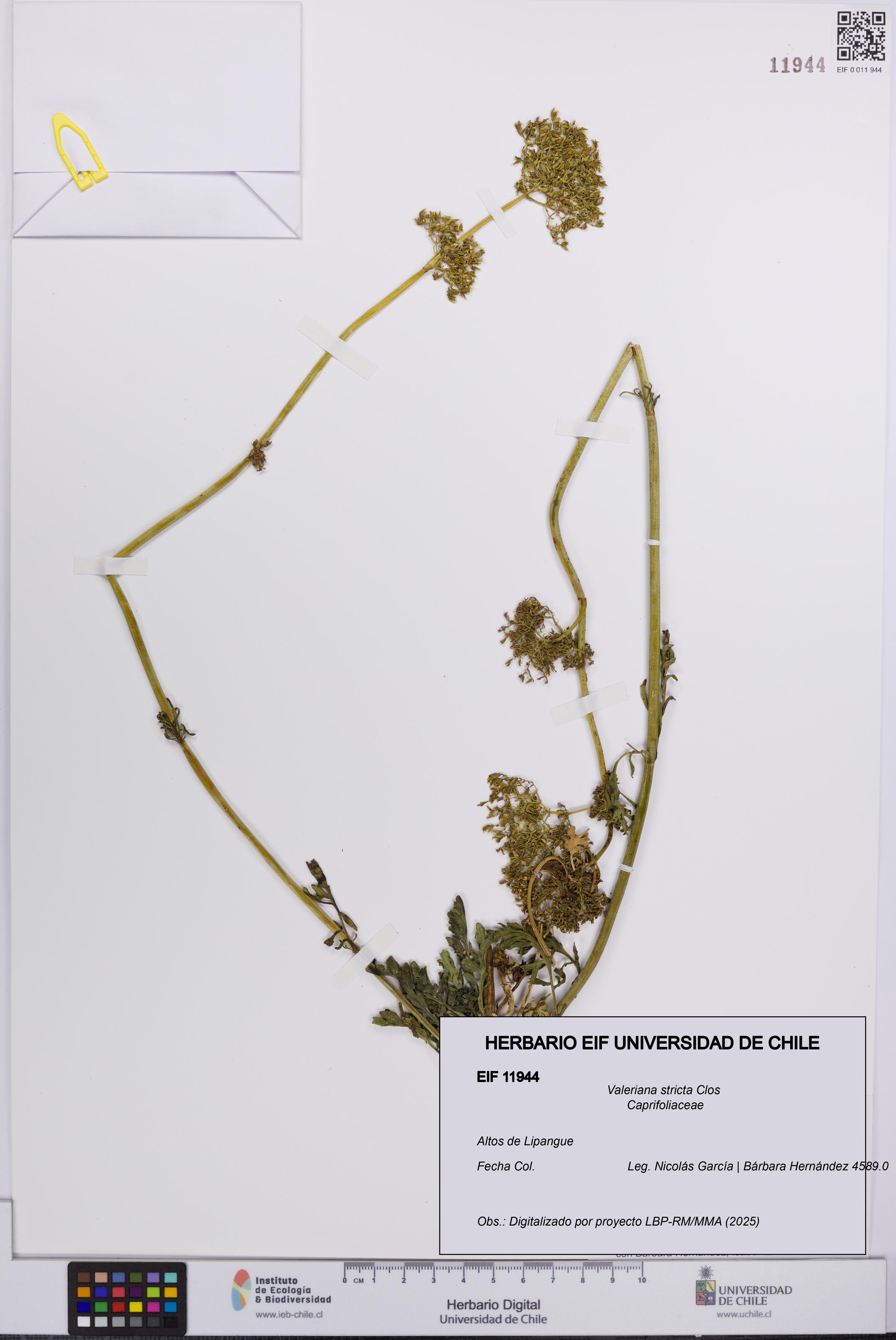 Valeriana stricta [Espécimen: UCH:EIF:0011944]