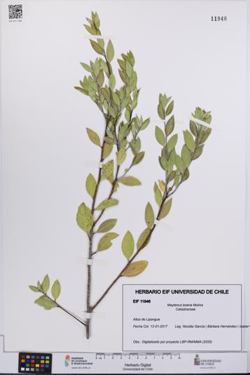 Maytenus boaria [Espécimen: UCH:EIF:0011946]