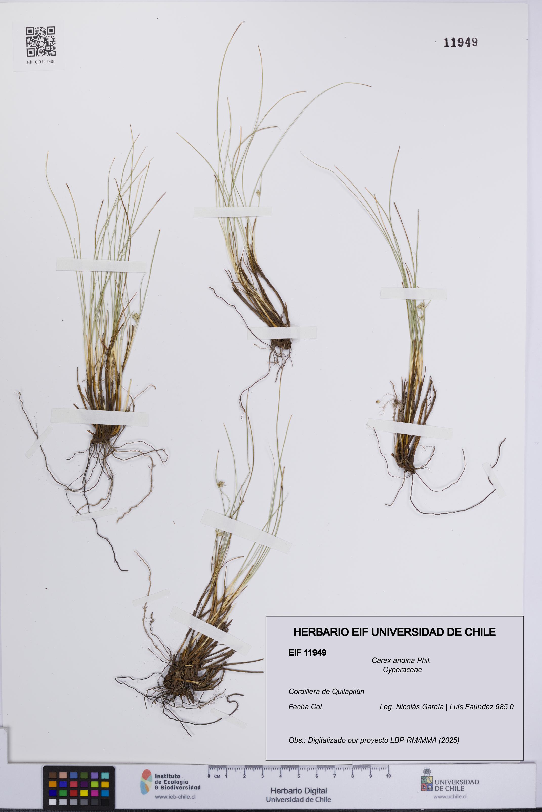 Carex andina [Espécimen: UCH:EIF:0011949]