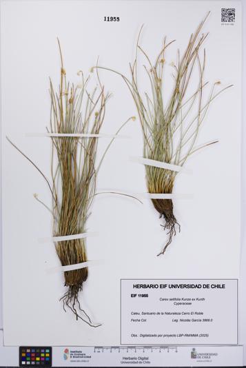 Carex setifolia [Espécimen: UCH:EIF:0011955]