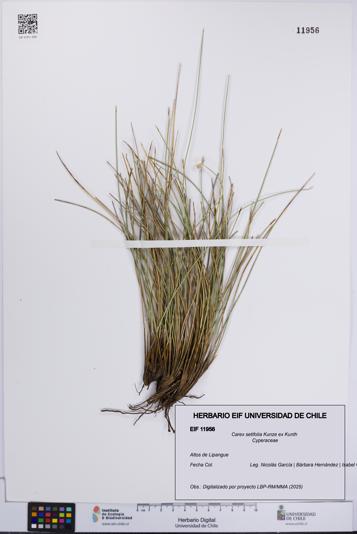 Carex setifolia [Espécimen: UCH:EIF:0011956]
