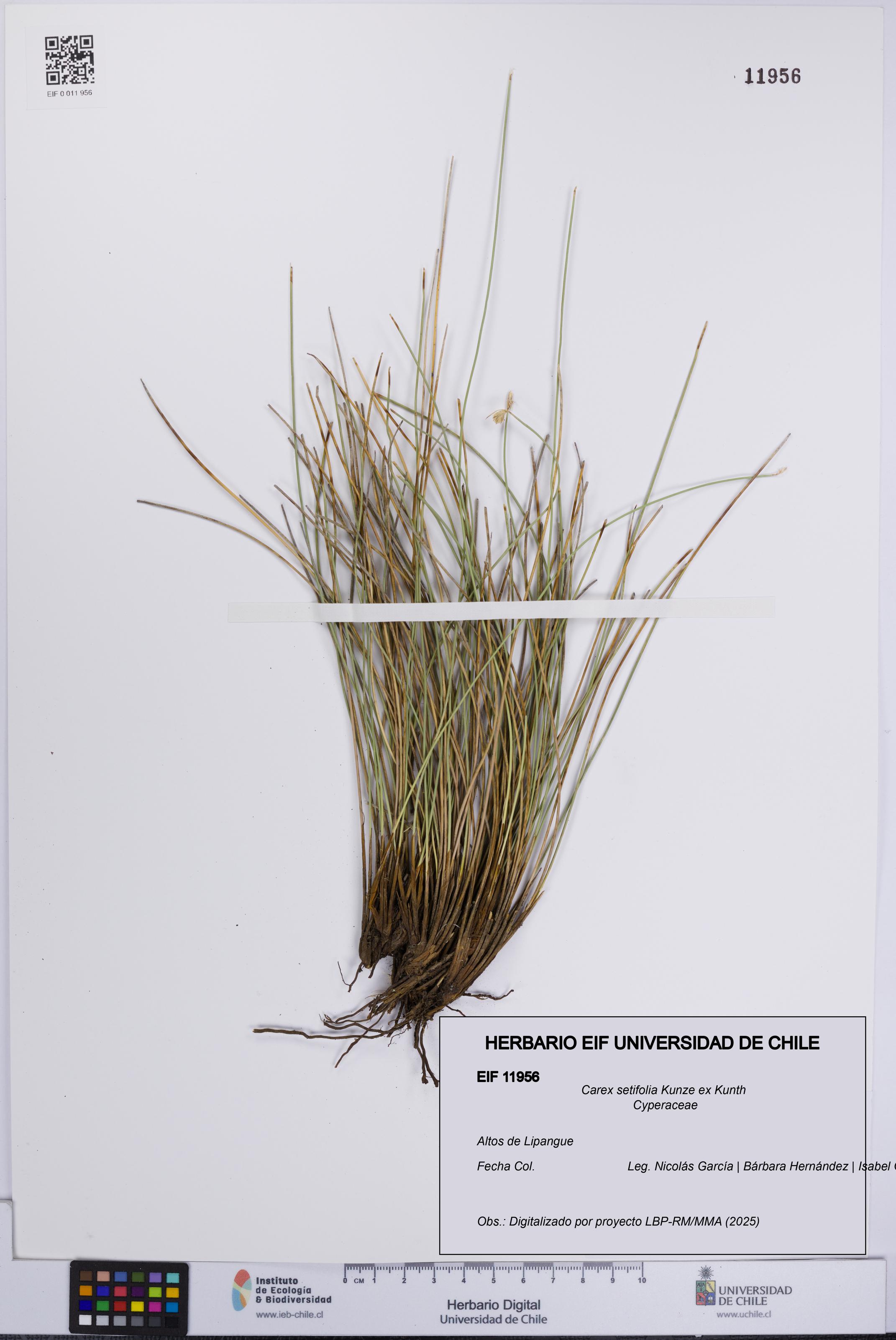 Carex setifolia [Espécimen: UCH:EIF:0011956]