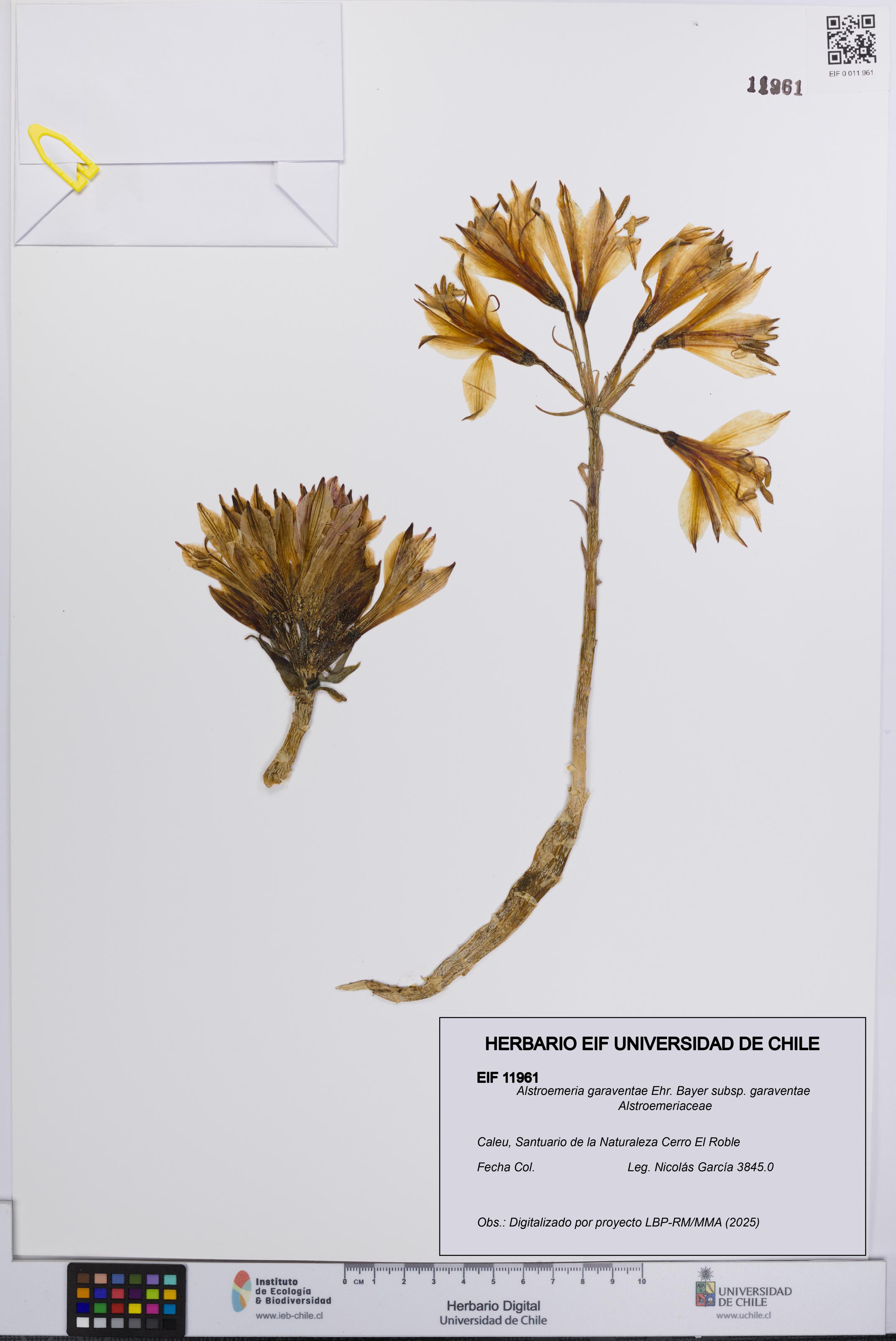 Alstroemeria garaventae subsp. garaventae [Espécimen: UCH:EIF:0011961]