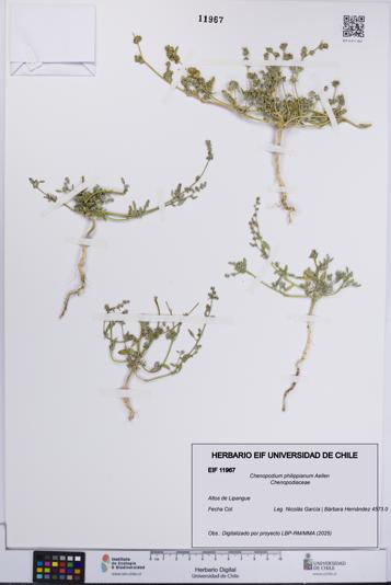 Chenopodium philippianum [Espécimen: UCH:EIF:0011967]