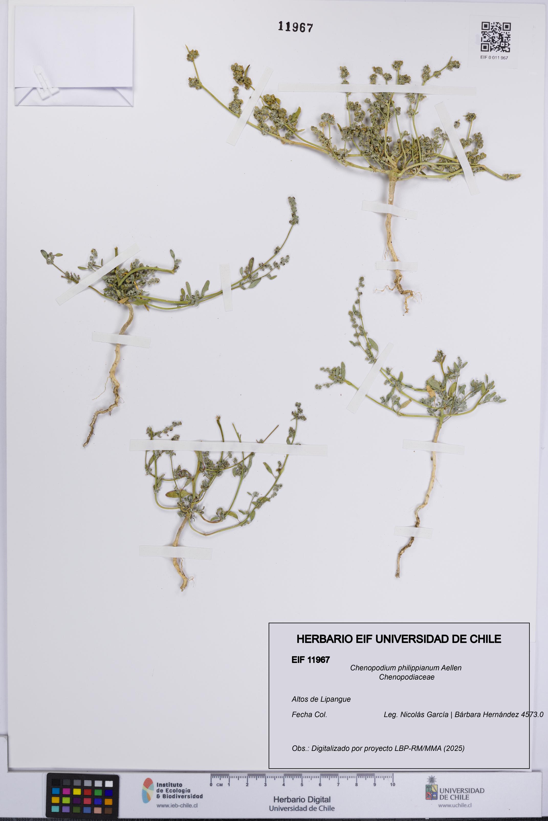 Chenopodium philippianum [Espécimen: UCH:EIF:0011967]