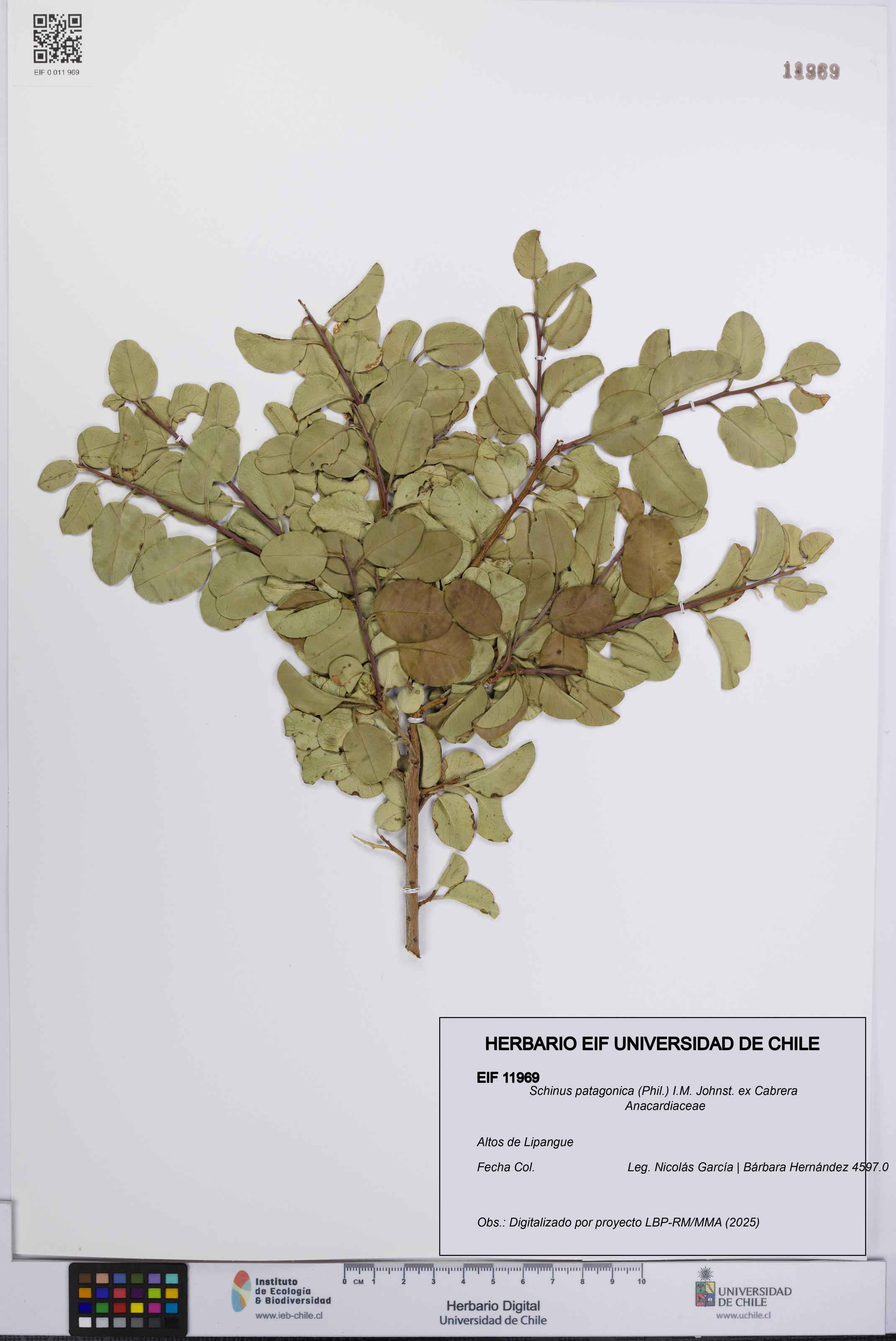 Schinus patagonica [Espécimen: UCH:EIF:0011969]