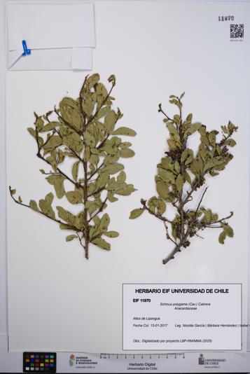 Schinus polygama [Espécimen: UCH:EIF:0011970]