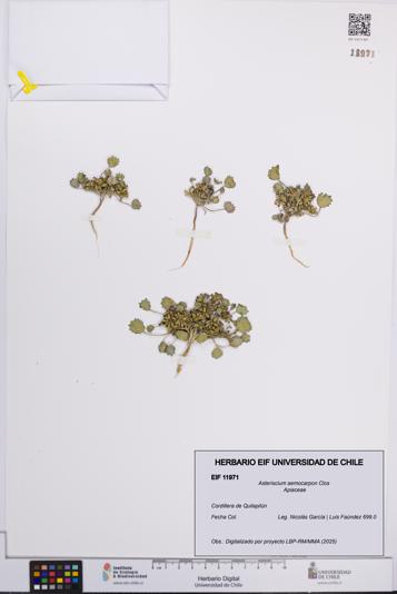 Asteriscium aemocarpon [Espécimen: UCH:EIF:0011971]