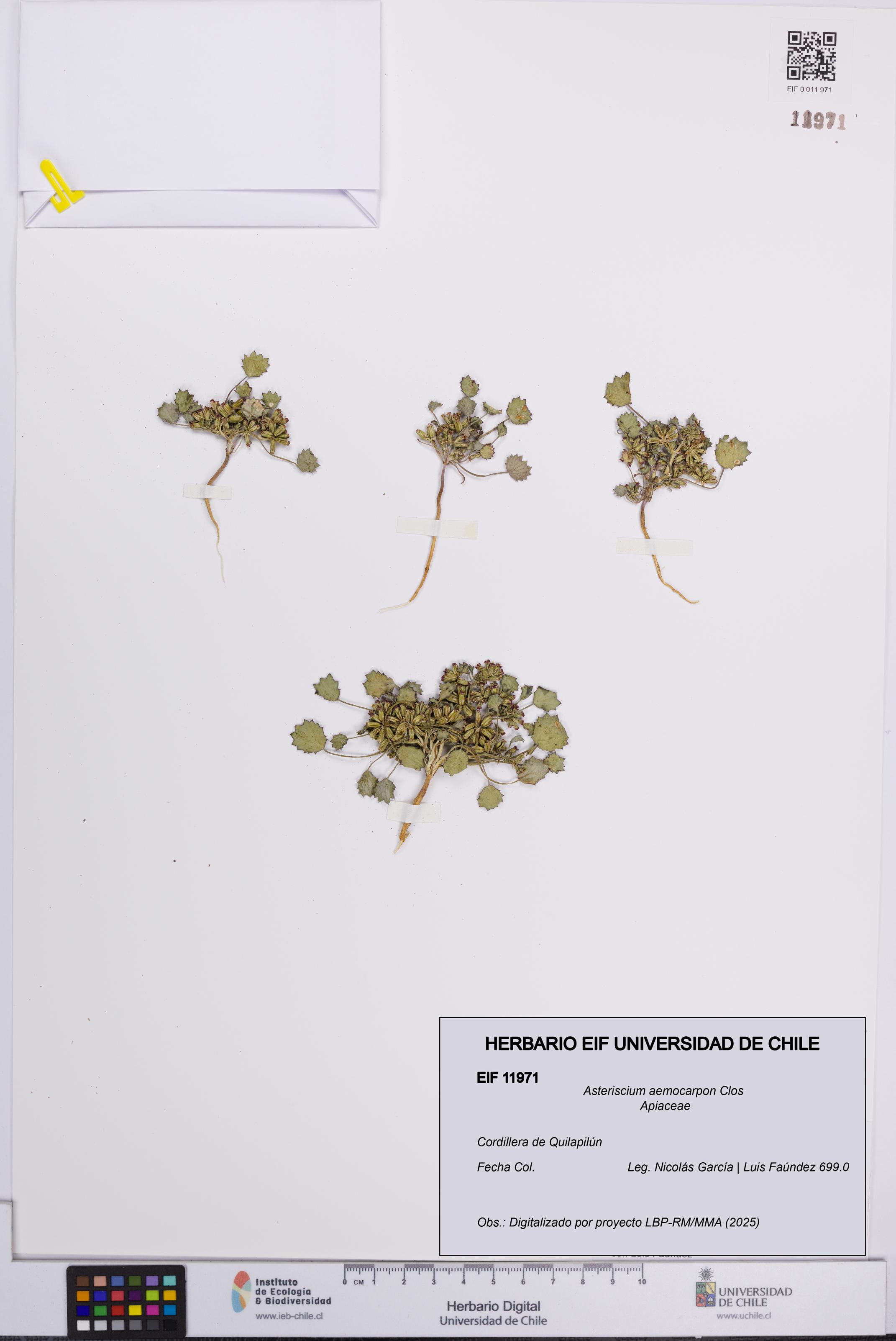 Asteriscium aemocarpon [Espécimen: UCH:EIF:0011971]