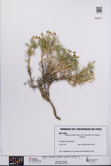 Azorella prolifera [Espécimen: UCH:EIF:0011972]