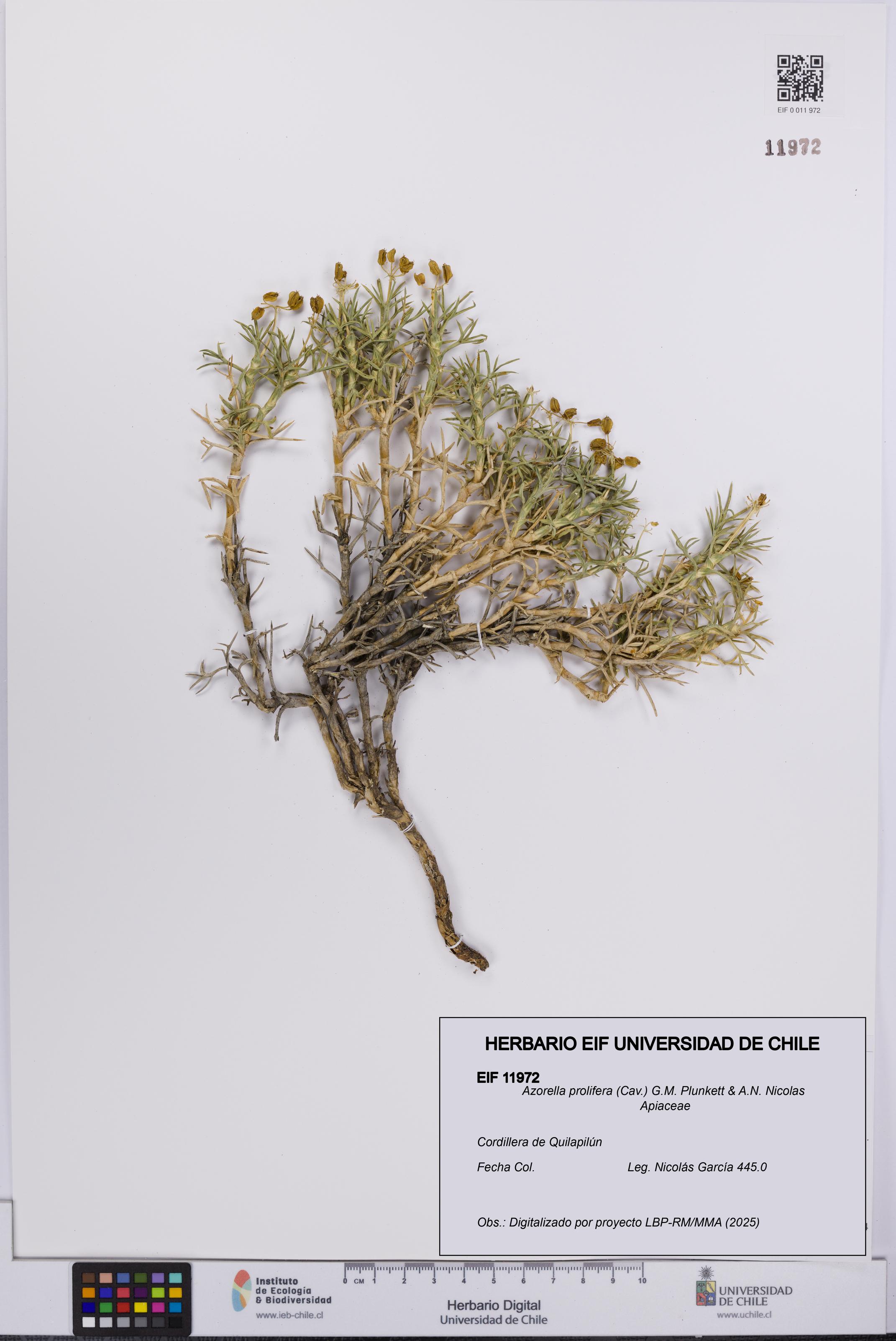 Azorella prolifera [Espécimen: UCH:EIF:0011972]
