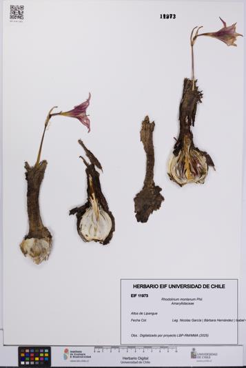 Rhodolirium montanum [Espécimen: UCH:EIF:0011973]