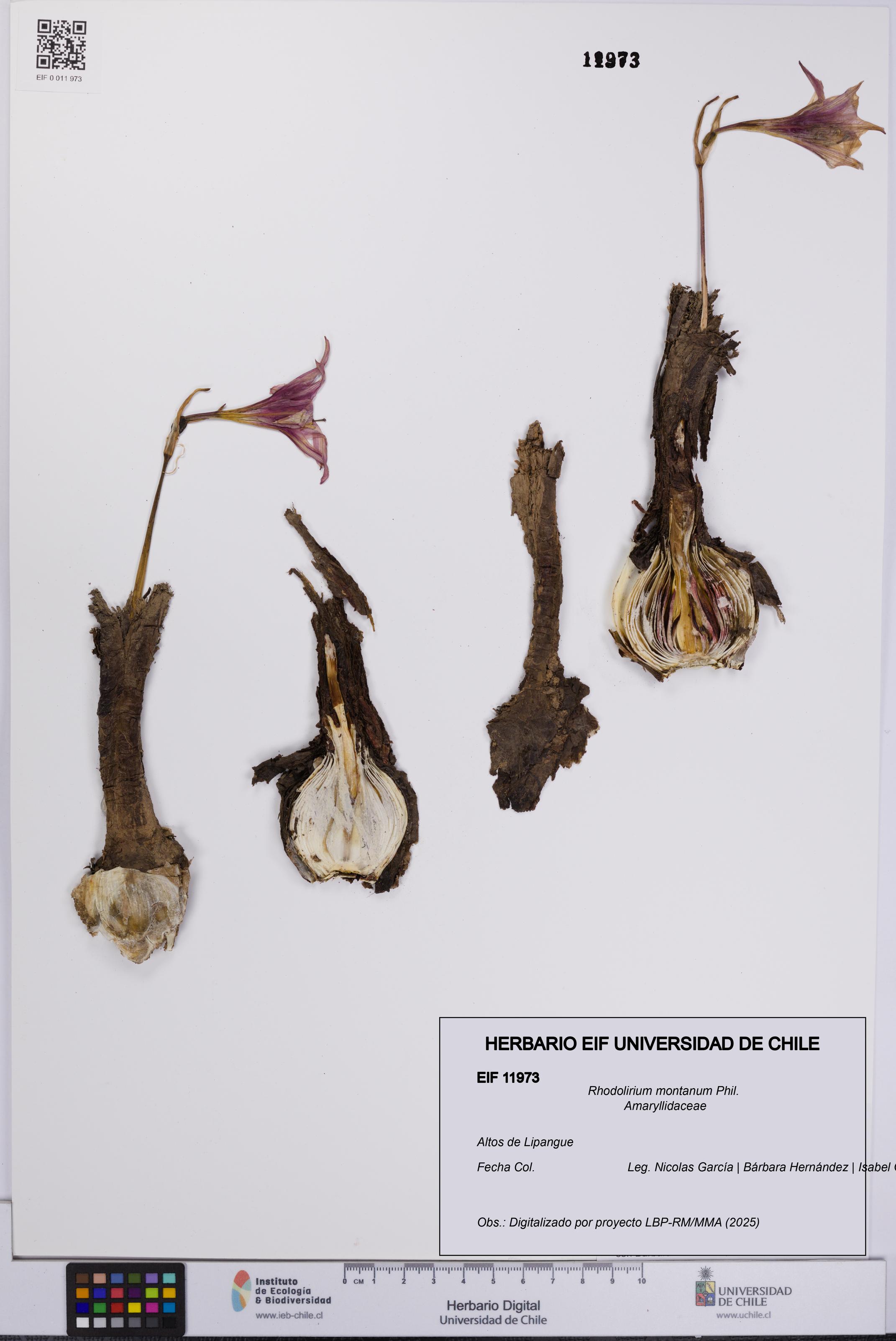 Rhodolirium montanum [Espécimen: UCH:EIF:0011973]