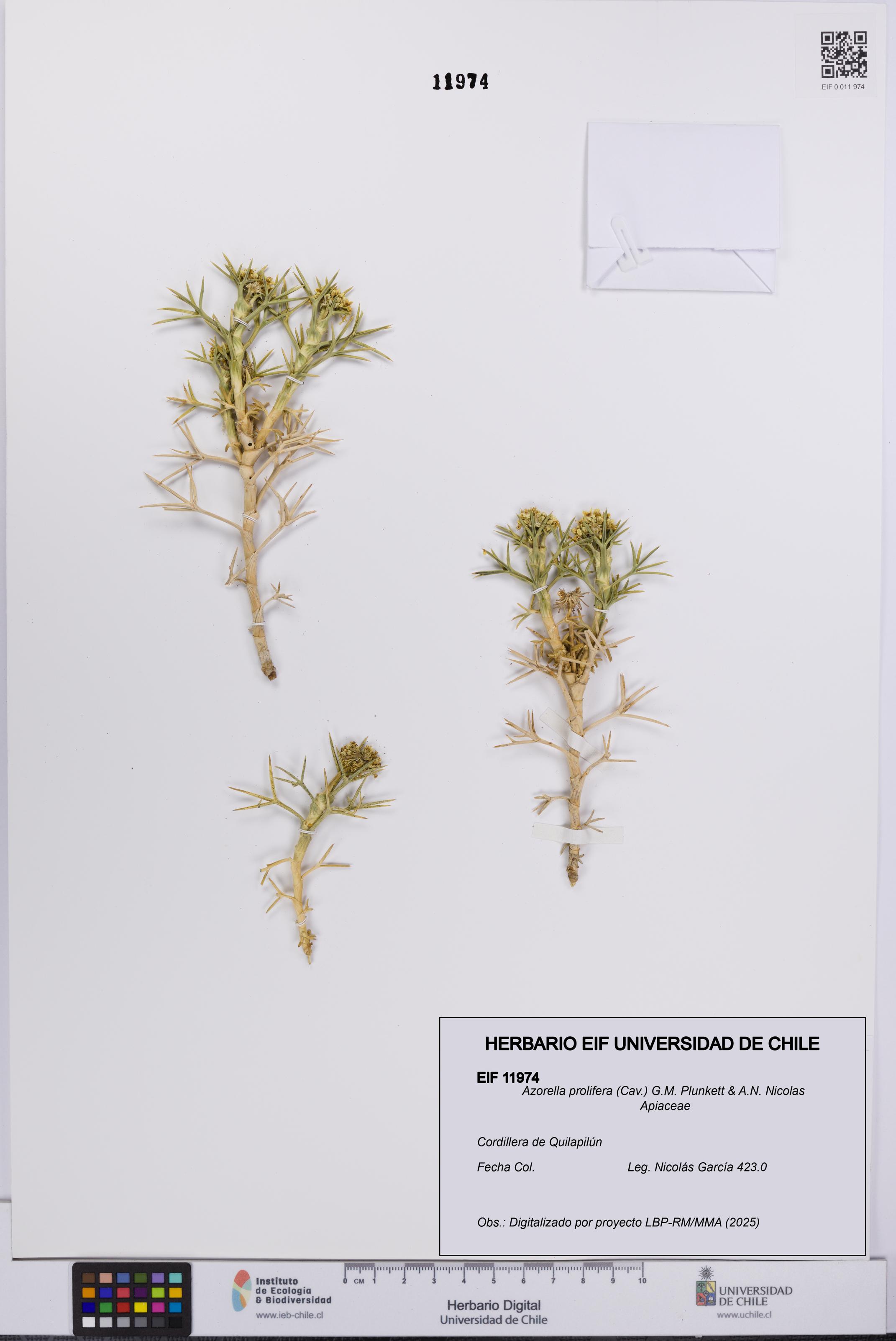 Azorella prolifera [Espécimen: UCH:EIF:0011974]