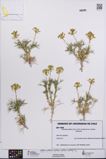 Azorella prolifera [Espécimen: UCH:EIF:0011975]