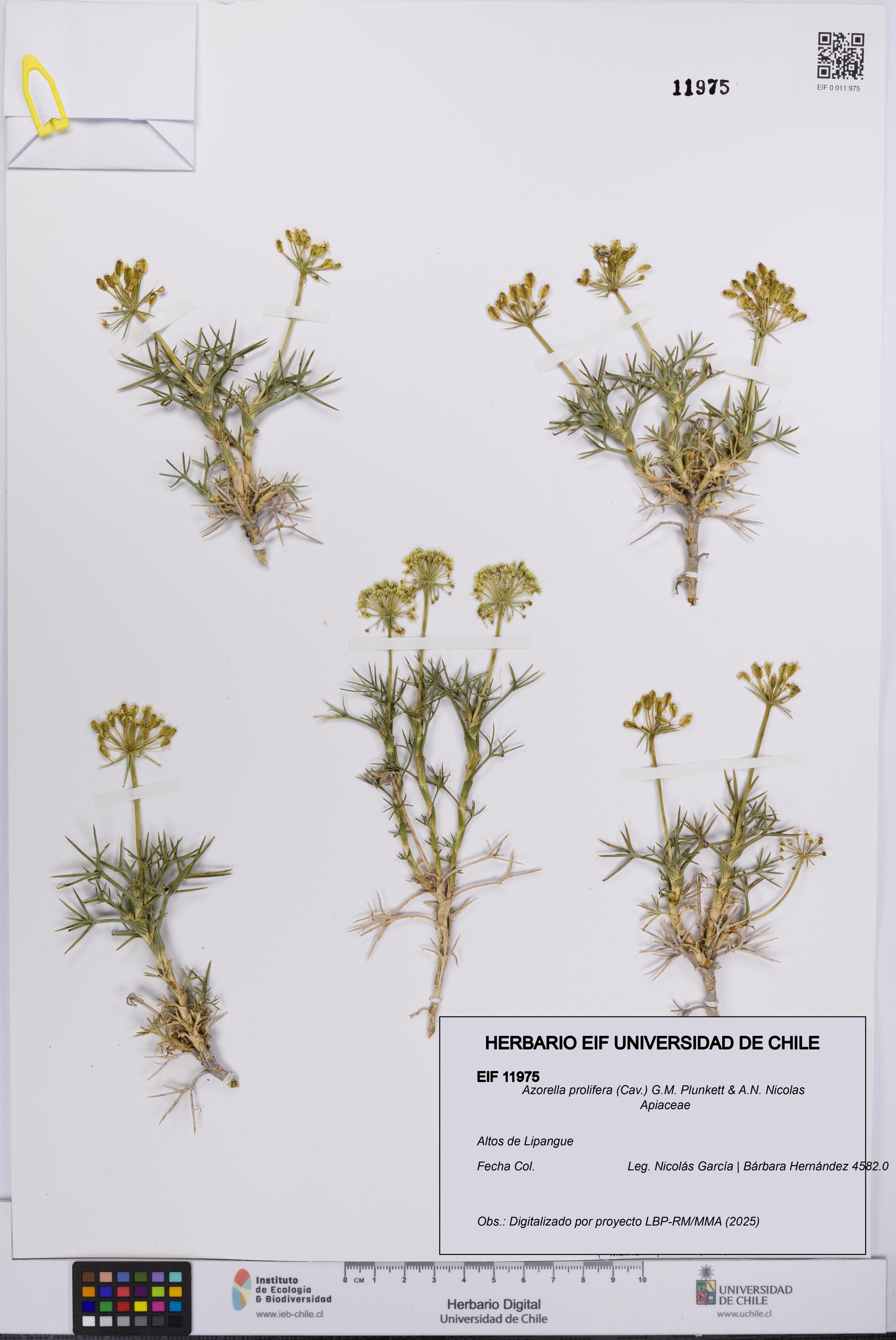 Azorella prolifera [Espécimen: UCH:EIF:0011975]