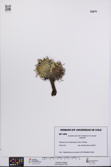 Azorella ruizii [Espécimen: UCH:EIF:0011976]