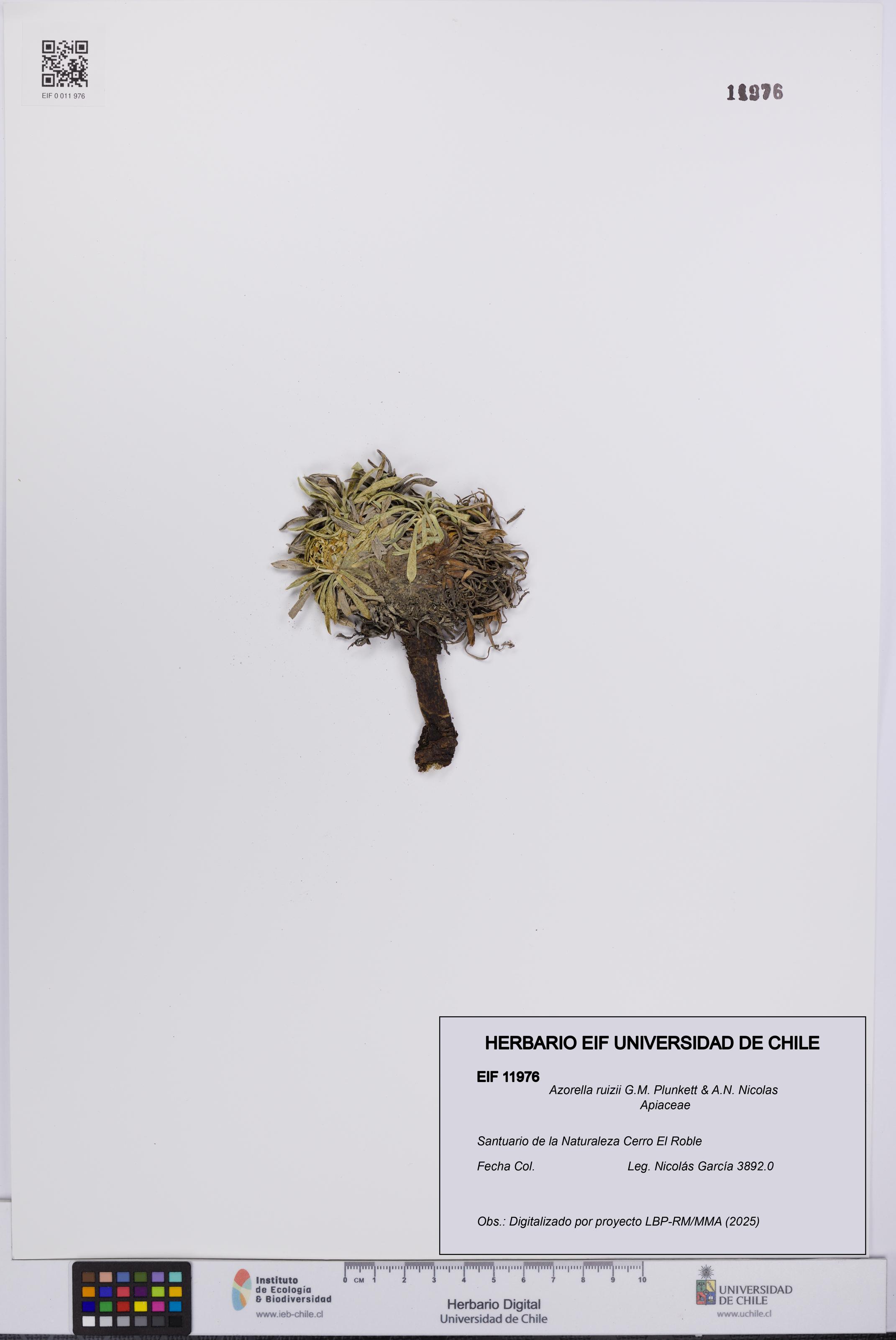 Azorella ruizii [Espécimen: UCH:EIF:0011976]