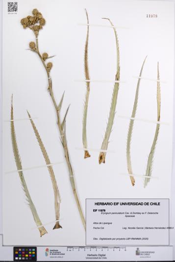 Eryngium paniculatum [Espécimen: UCH:EIF:0011978]
