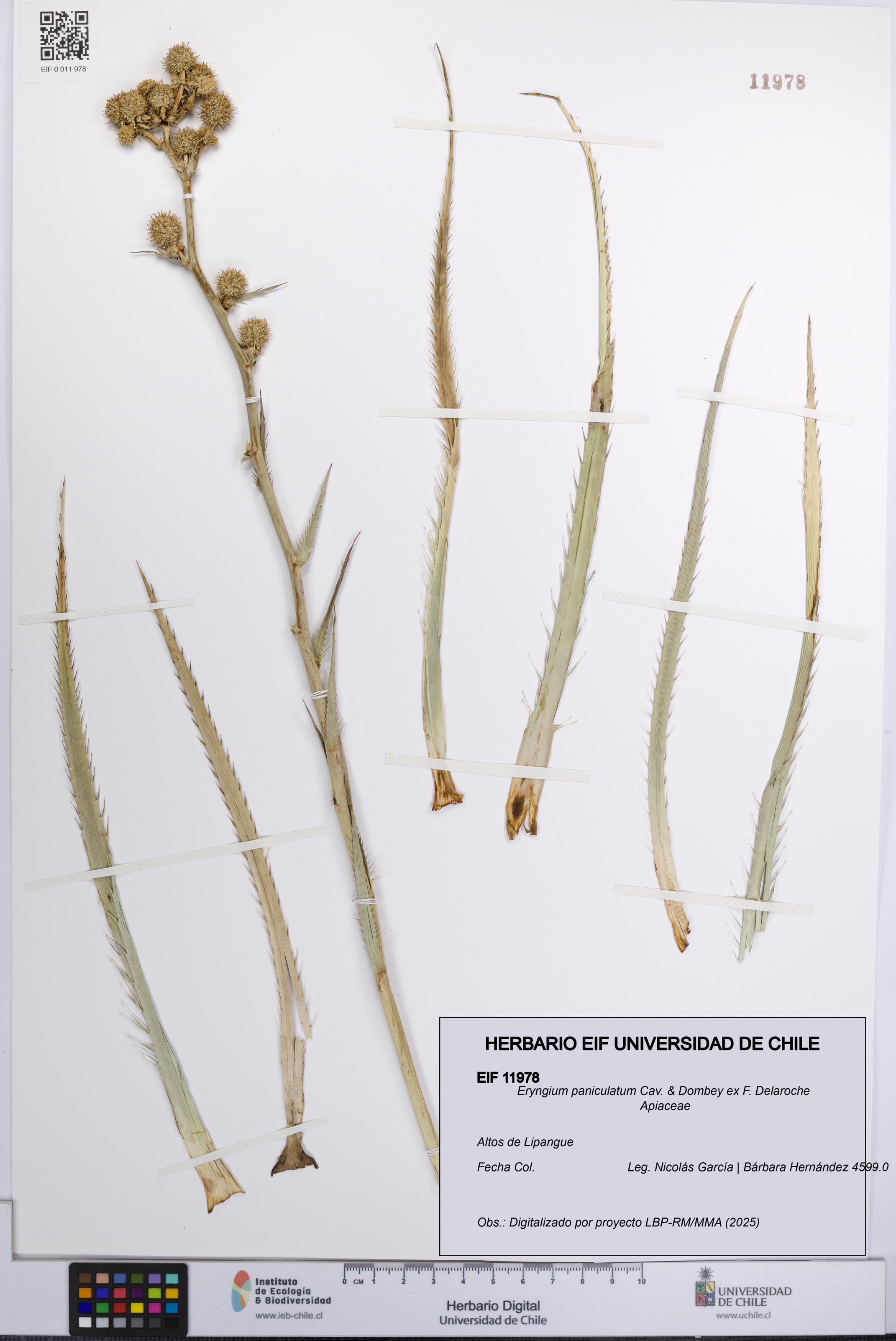 Eryngium paniculatum [Espécimen: UCH:EIF:0011978]