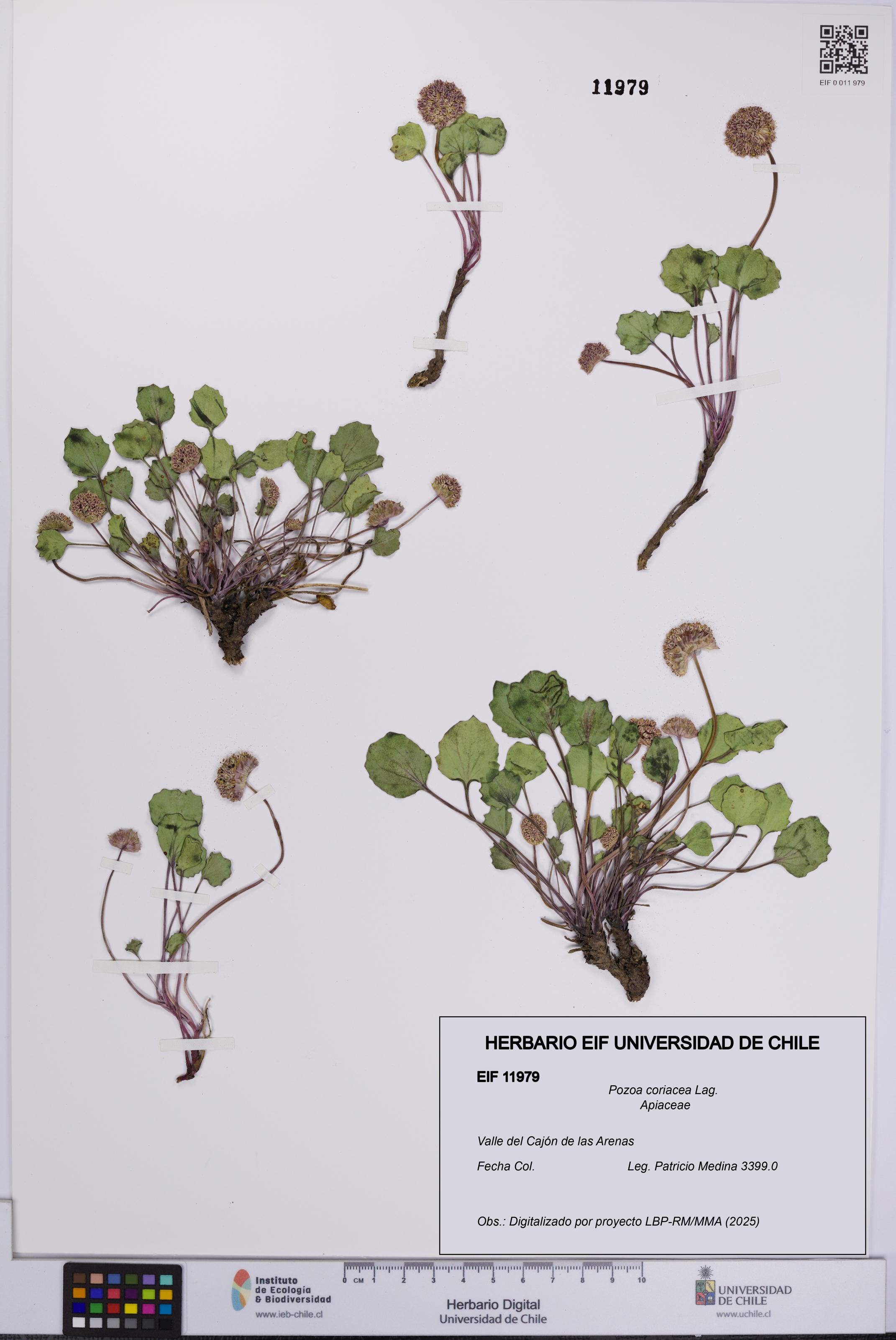 Pozoa coriacea [Espécimen: UCH:EIF:0011979]