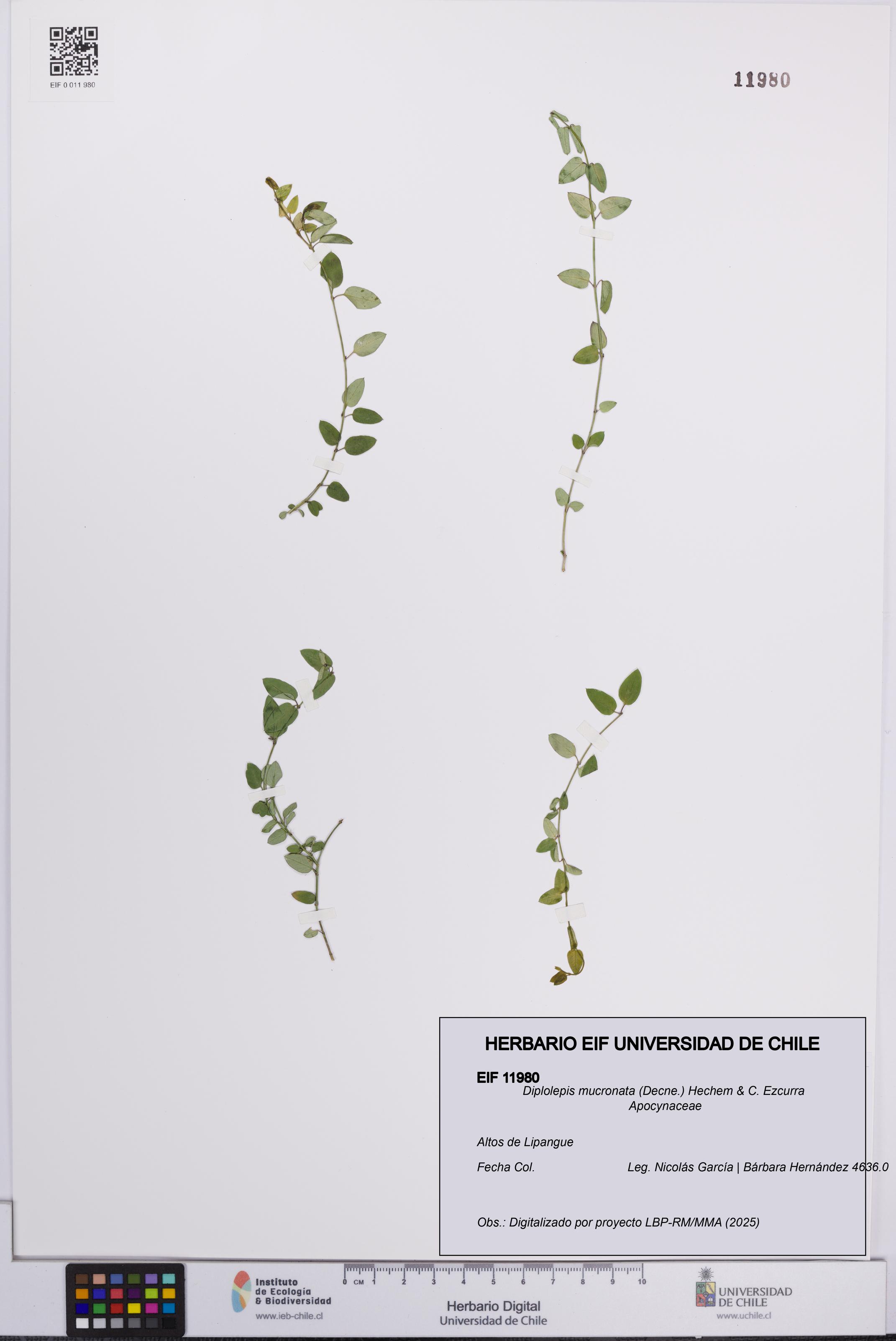 Diplolepis mucronata [Espécimen: UCH:EIF:0011980]