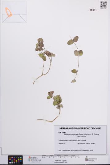 Diplolepis mucronata [Espécimen: UCH:EIF:0011981]