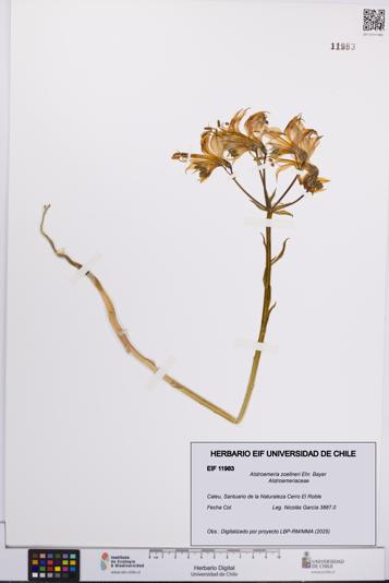 Alstroemeria zoellneri [Espécimen: UCH:EIF:0011983]
