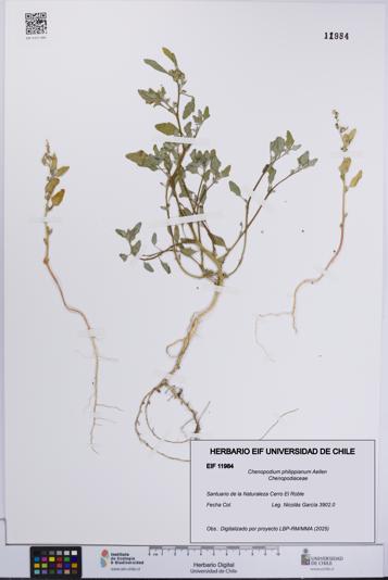 Chenopodium philippianum [Espécimen: UCH:EIF:0011984]