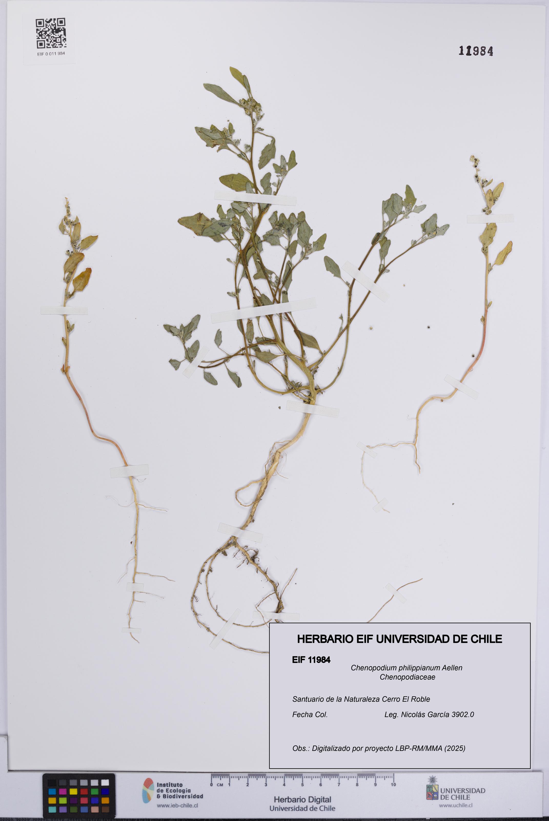 Chenopodium philippianum [Espécimen: UCH:EIF:0011984]